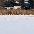 normal_26012013fmt_winterimpressionen_mw-23.jpg