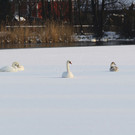 normal_26012013fmt_winterimpressionen_mw-24.jpg