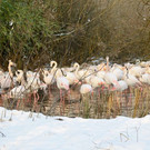 normal_26012013fmt_winterimpressionen_mw-26.jpg