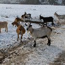 normal_26012013fmt_winterimpressionen_mw-32.jpg
