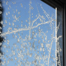 Eisblumen 26_01_2013 Foto 01.JPG