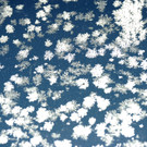 Eisblumen 26_01_2013 Foto 15.JPG