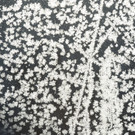 Eisblumen 26_01_2013 Foto 06.JPG