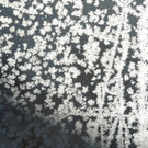 Eisblumen 26_01_2013 Foto 08.JPG