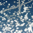 Eisblumen 26_01_2013 Foto 18.JPG