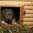 Vermittlungstiere: Süße Ratten