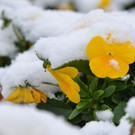normal_29012013Winter2013at_at_02_010_03.jpg