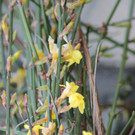 Frühlingsboten in München