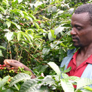 FAIRTRADE Kaffee Ethiopia Abessa_EZA Reitinger.jpg