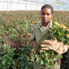 FAIRTRADE Rosen Tanzania Mount Meru Flower_FTA Kirner.JPG