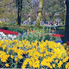 Holland – Blumenpracht im Frühling!