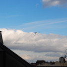 DSC_1446.JPG