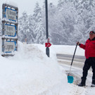 Schneechaos im Rheintal, Wälder bleiben cool