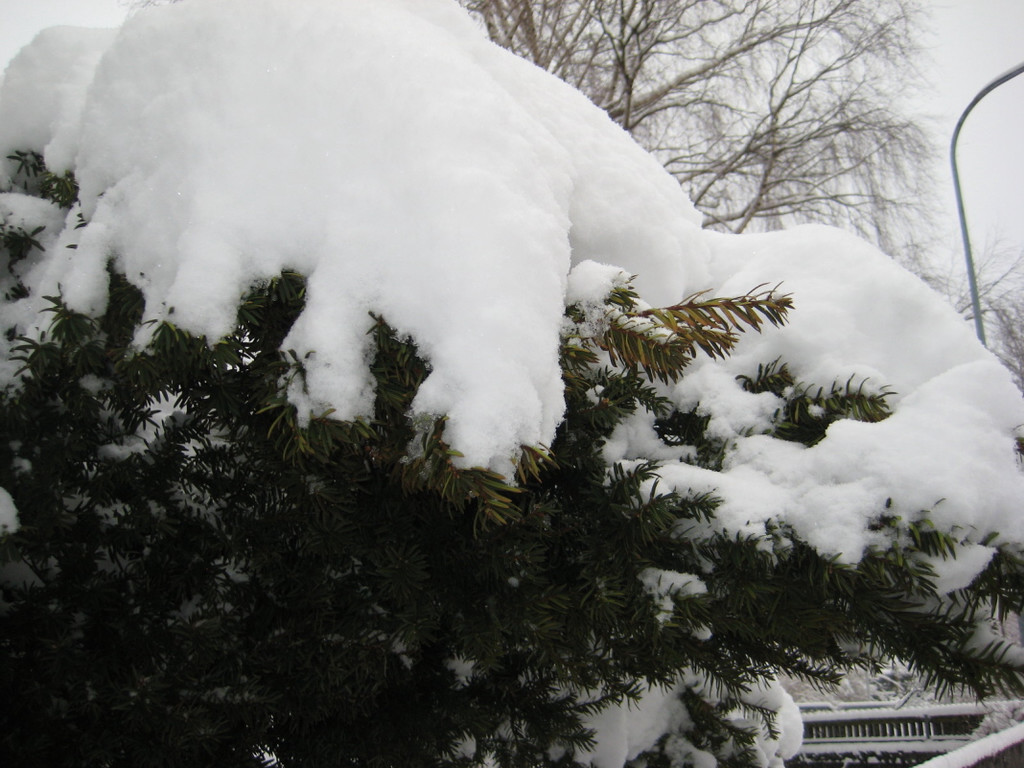 WinterMaeder08.JPG