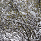 WinterMaeder19.JPG
