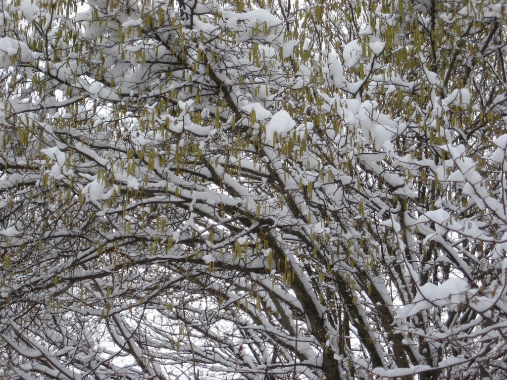 WinterMaeder19.JPG