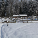 Winterimpressionen vom Rankweiler Auwald