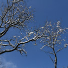 IMG_6254_jpg-1360417995