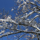 IMG_6315_jpg-1360418162