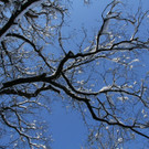 IMG_6418_jpg-1360418441