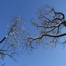 IMG_6569_jpg-1360418720