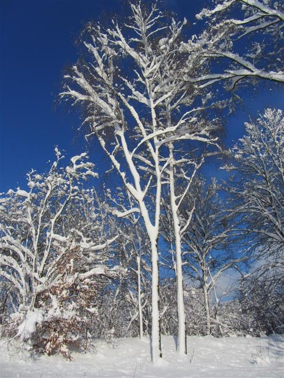 IMG_0340 _Medium__jpg-1360437463