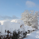 Winter Sonne 2013 _17__jpg-1360450201