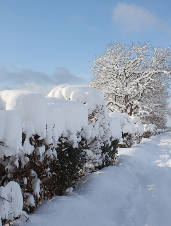Winter Sonne 2013 _17__jpg-1360450201