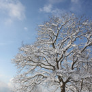 Winter Sonne 2013 _18__jpg-1360450207