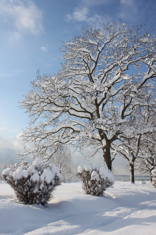 Winter Sonne 2013 _18__jpg-1360450207