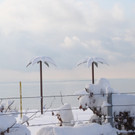 Winter Sonne 2013 _21__jpg-1360450221