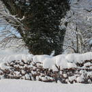 Winter Sonne 2013 _20__jpg-1360450217