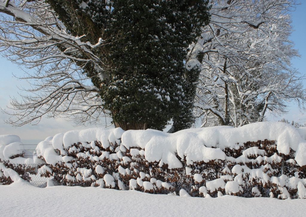 Winter Sonne 2013 _20__jpg-1360450217