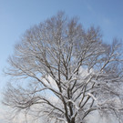 Winter Sonne 2013 _22__jpg-1360450227