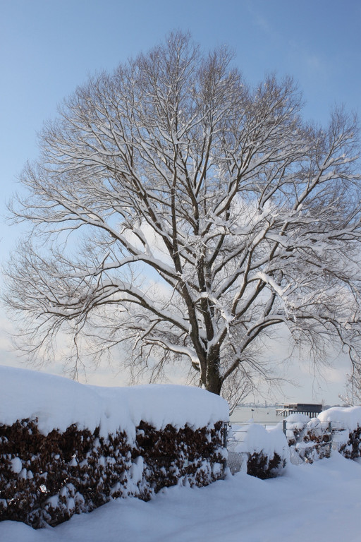Winter Sonne 2013 _22__jpg-1360450227