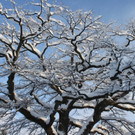 Winter Sonne 2013 _42__jpg-1360450319
