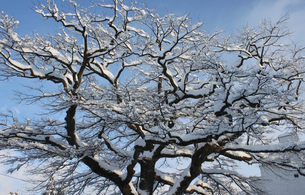 Winter Sonne 2013 _42__jpg-1360450319