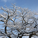 Winter Sonne 2013 _43__jpg-1360450326