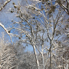Winter Sonne 2013 _51__jpg-1360450374