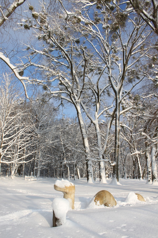 Winter Sonne 2013 _51__jpg-1360450374