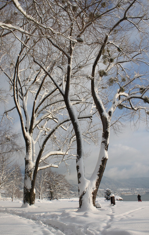 Winter Sonne 2013 _50__jpg-1360450366