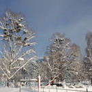 Winter Sonne 2013 _46__jpg-1360450339