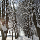 Winter Sonne 2013 _52__jpg-1360450380