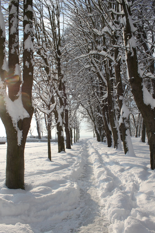 Winter Sonne 2013 _52__jpg-1360450380