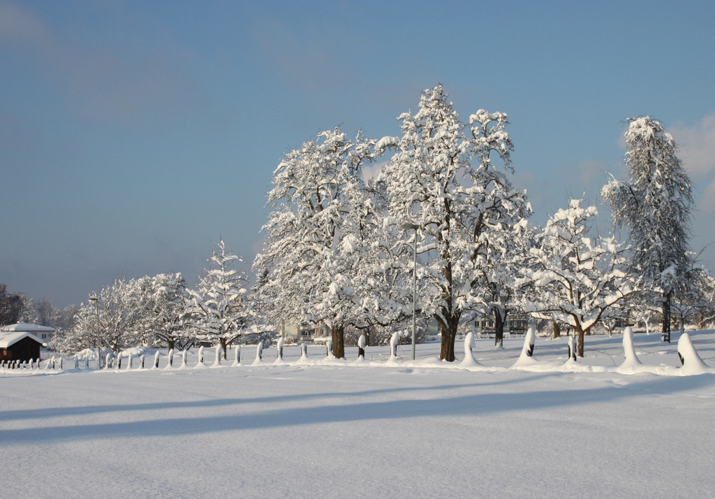 Winter Sonne 2013 _5__jpg-1360450149