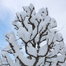 Winter Sonne 2013 _12__jpg-1360450181