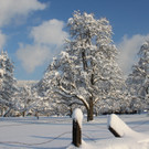 Winter Sonne 2013 _7__jpg-1360450160