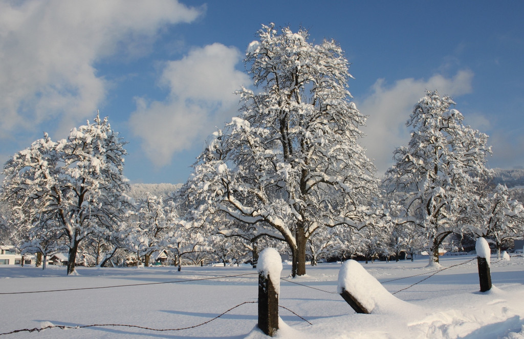 Winter Sonne 2013 _7__jpg-1360450160