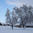 Winter Sonne 2013 _14__jpg-1360450188