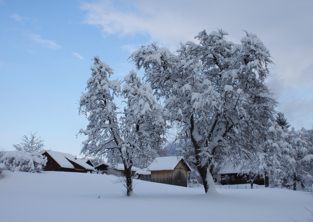 Winter Sonne 2013 _14__jpg-1360450188